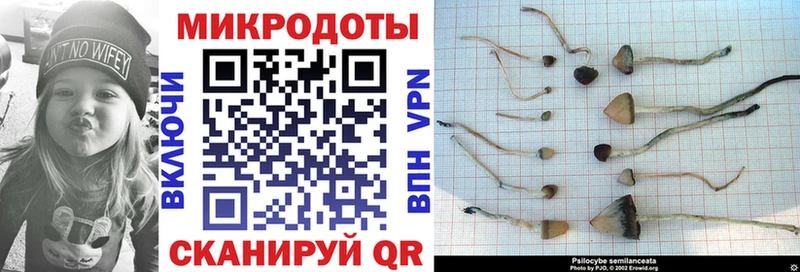 Псилоцибиновые грибы Cubensis omg сайт Болхов